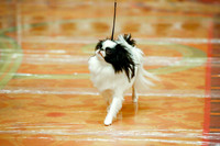 Japanese Chin Sat