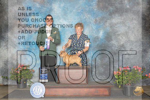 Norfolk Terrier #6 Sun BOWCH Judge Victor Rosado__JP_6007_San Antonio_2024_HR3