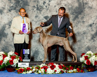 Weimaraner #9 Sat NC WD William Cindi Cecil Williams Agent David Harper Judge Norman Patton