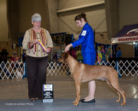 Rhodesian Ridgeback #19 Sun Maj BOB Timmermans Heather Agent Kari Smith Judge Anne Katona