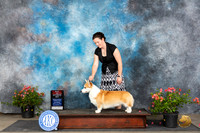 Pembroke Welsh Corgi #11 Sat BOS Judge Polly (Mrs Robert) D Smith