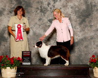 Miniature American Shepherd #5 Sun G2 McAdams Jeanie Troyan and dr Douglas McAdams Judge Danelle Brown