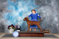 Redbone Coonhound #7 Sat WD Judge Eric Liebes