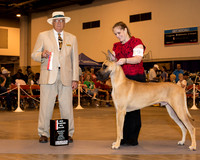 Great Dane #9 Sat BOS NC Jones Mari Ann Chaffin Sonya & J David Moore Judge Mr Arley D Hussin