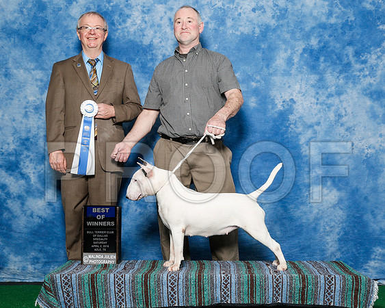 _R1_9398-2-BullTerrierAzleApr2016-HR3