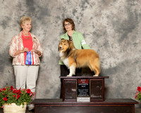 Shetland Sheepdog #8 Sat BOS Llewellyn Beverly and Joanne Lund Judge Karen Hynek