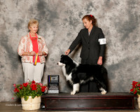 Border Collie #9 Sat BOB Keener Jodie and Patti Sears Judge Karen Hynek