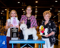Bichon Frise #17 Wed BOS sweeps Fellbaum Cecelia Ruggles Judge Jacqueline Fein