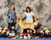 Golden Retriever #106 Sat Maj WB Casy Diane Agent Kristin Lyons Judge Larry Abbott