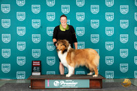 Rough Collie #402 Sun G2 Judge Carianna Glenn