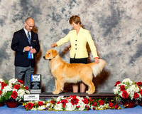 Golden Retriever #71 Sun Maj BOW Dishong Monica Agent Diane Nueller Judge Mr Harry H Schulman