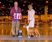 American Staffordshire Terrier #18 Thrs Maj WB BOS Sagullio Manuel & Humberto Quintanilla Jr Agent Rebecca Gear Judge Dr Steve Keating