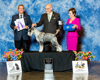 Standard Schnauzer #55 Sat RWD Allen Patricia White Mark E & Don Dalton Agent Margaret Zonghetti  Judge Mr Dana P Cline