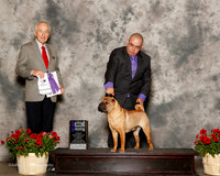 Chinese Shar Pei #20 Sun Maj WB Gonzalez Alejandro M Judge Roger Hartinger
