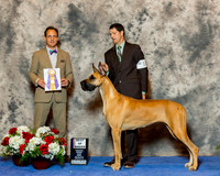 Great Dane #10 Fri BOB Hotchkiss Leslie & Polly Hix Agent E Shore Judge Mr David W Haddock