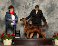 Irish Setter #8 Sun WB Yoshioka Gloria Jean John Agent Matias Mato Judge Danelle Brown