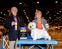 West Highland White Terrier #15 Sun BOB Davis Darlene Cox Judge Mr Robert J Shreve