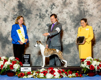 Whippet #14 Fri G3 Harris Carol Judge Sari Brester Tietjen