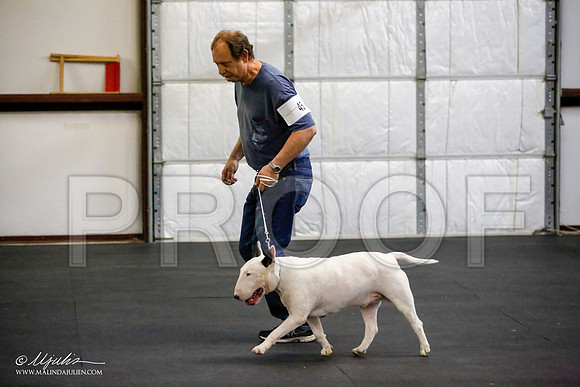 _JJ_3370-BullTerrierAzilApr2016-HR3