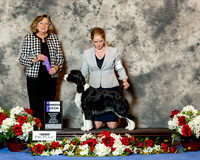 English Springer Spaniel #20 Sat WB Lin Rahe Judge Sari Brewster Tietjen