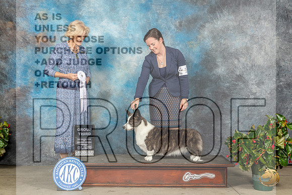 Cardigan Welsh Corgi #10 Fri G4 Judge Patti Widick NealeMJP_8415_SA2023_HR3