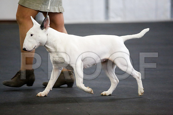 _JJ_3700-BullTerrierAzleApr2016-HR3