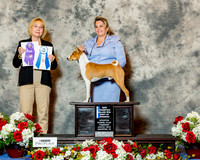 Basenji #27 Thrs BOW Maj NC Behles JD RJ Walley Judge Mrs Helen Winski Stein RESHOOT
