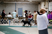 Carolina Dog Sat S1 Ring