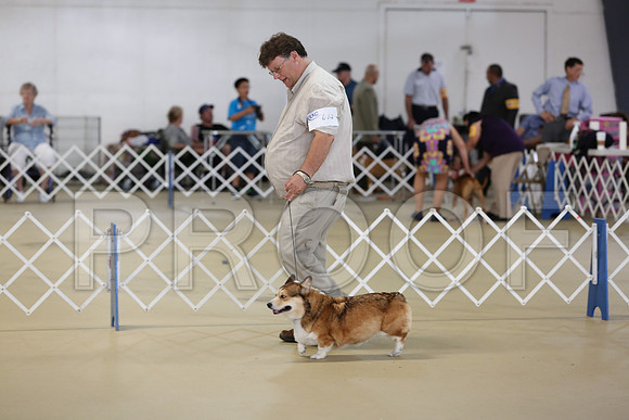 CorgiPW-3582-HR300