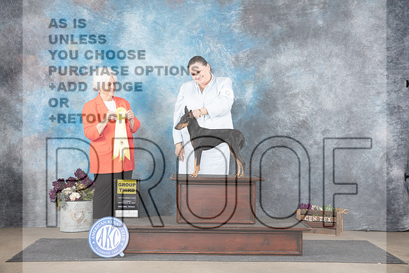 Machester Terrier #6 Sat G3 Judge Gloria Kerr__JP_7326_Belton_2024_HR3
