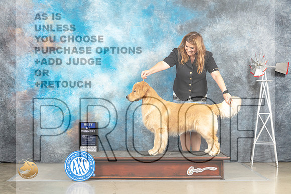 Golden Retriever #5 Sat BOW Judge Jill Warren_MJ_4412_Amarillo_2022_HR3