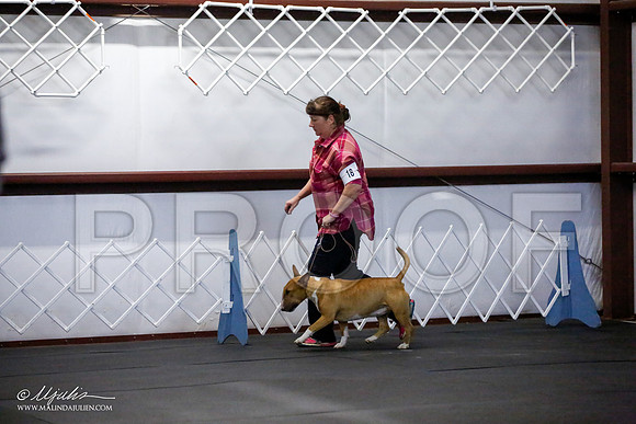_JJ_0897-BullTerrierAzilApr2016-HR3