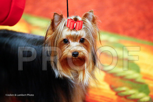 _JJ_7013-YorkieNatJul2016-HR