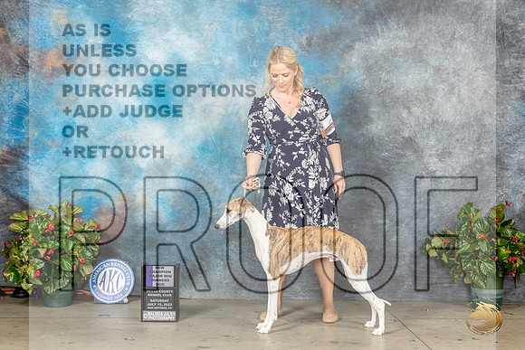 Whippet #7 Sat WDMCH Judge Helene NietschMJP_8658_SA2023_HR3