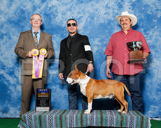 _R1_9387-2-BullTerrierAzleApr2016-HR3