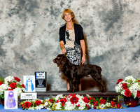 Boykin Spaniel #7 Fri Maj BOW Weber Rick and Dana Weber Agent Rose Leale Judge Dr Robert A Ideglia RESHOOT