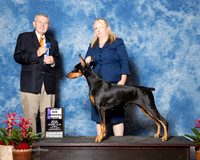 Doberman Pinscher #24 Sun Maj WB Pigeon Jennifer and Charlene Dunnam Judge Terry Stacy