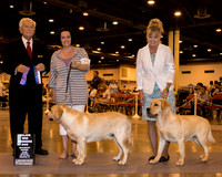 Labrador Retriever #31 #37 Sat WD Reserve Bostwick LaDanna and Danna Hancock Judge Mr Norman L Patton