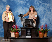 English Cocker Spaniel #21 Sun G3 Mauterer Deborah and Kristin Lyons Judge Anne Katona