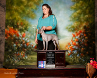 American Hairless Terrier #5 Sun NC BOW Claussen Angie and Mandy Rose