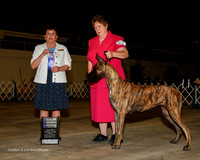 Great Dane #16 Fri NC WB Kerr Julia Chris Kerr Judge Cindy Meyer