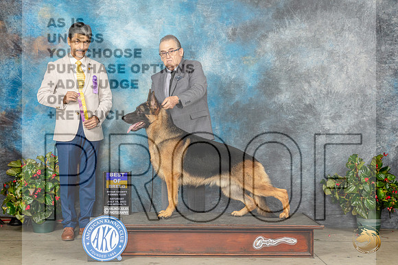 German Shepherd Dog #11 Sat BOB Judge Dr. Antonio MolinaMJP_8810_SA2023_HR3