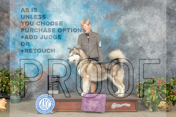 Alaskan Malamute #8 Sun OHG1 Judge Nikki RiggsbeeMJP_0258_SA2023_HR3