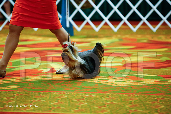 _JJ_8314-YorkieNatJul2016-HR