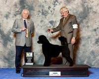 Portuguese water Dog #18 Wed BOB Mercier Beth and MArgaret De Fore Agent C J Favre Judge Andrew Bruce Kidd
