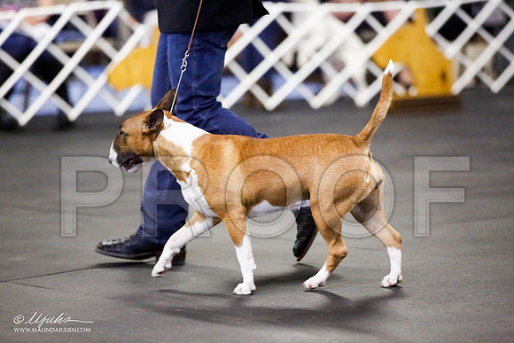 _JJ_2222-BullTerrierAzilApr2016-HR3