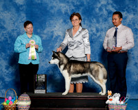 #23 Sat Best Puppy Sweep Kathy and Bruce Hoover Judge Tedi Devlin