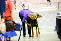 Doberman Pinscher #09 Fri Grad Opn Ring Sandra White