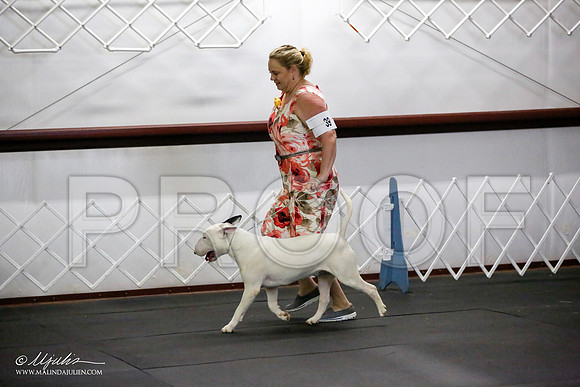 _JJ_1287-BullTerrierAzilApr2016-HR3