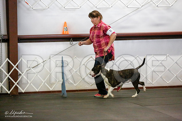_JJ_0735-BullTerrierAzilApr2016-HR3
